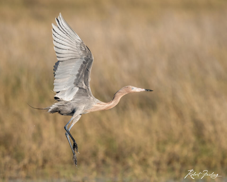 Taking Flight