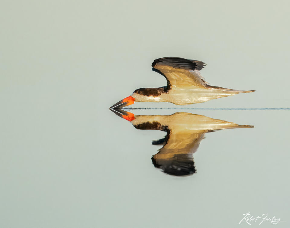 The Skimmer