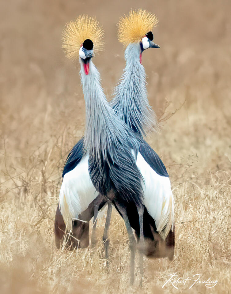 Twins