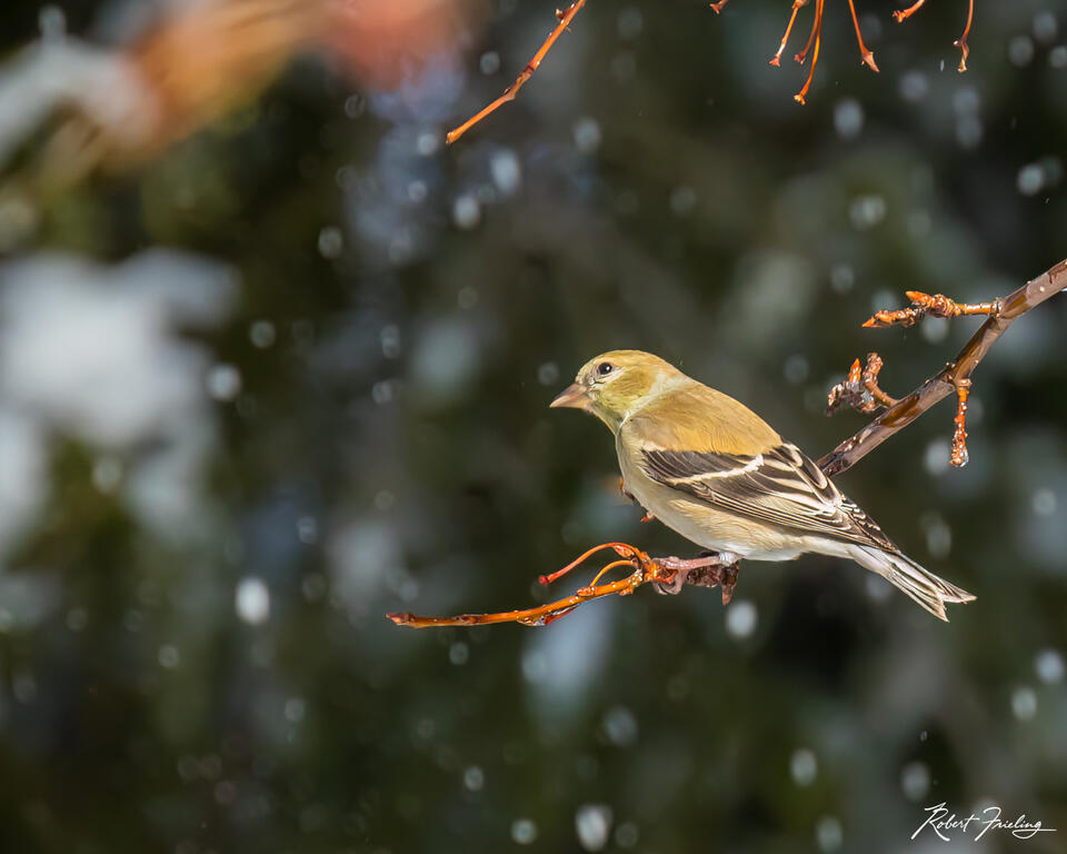 Winter Visitor
