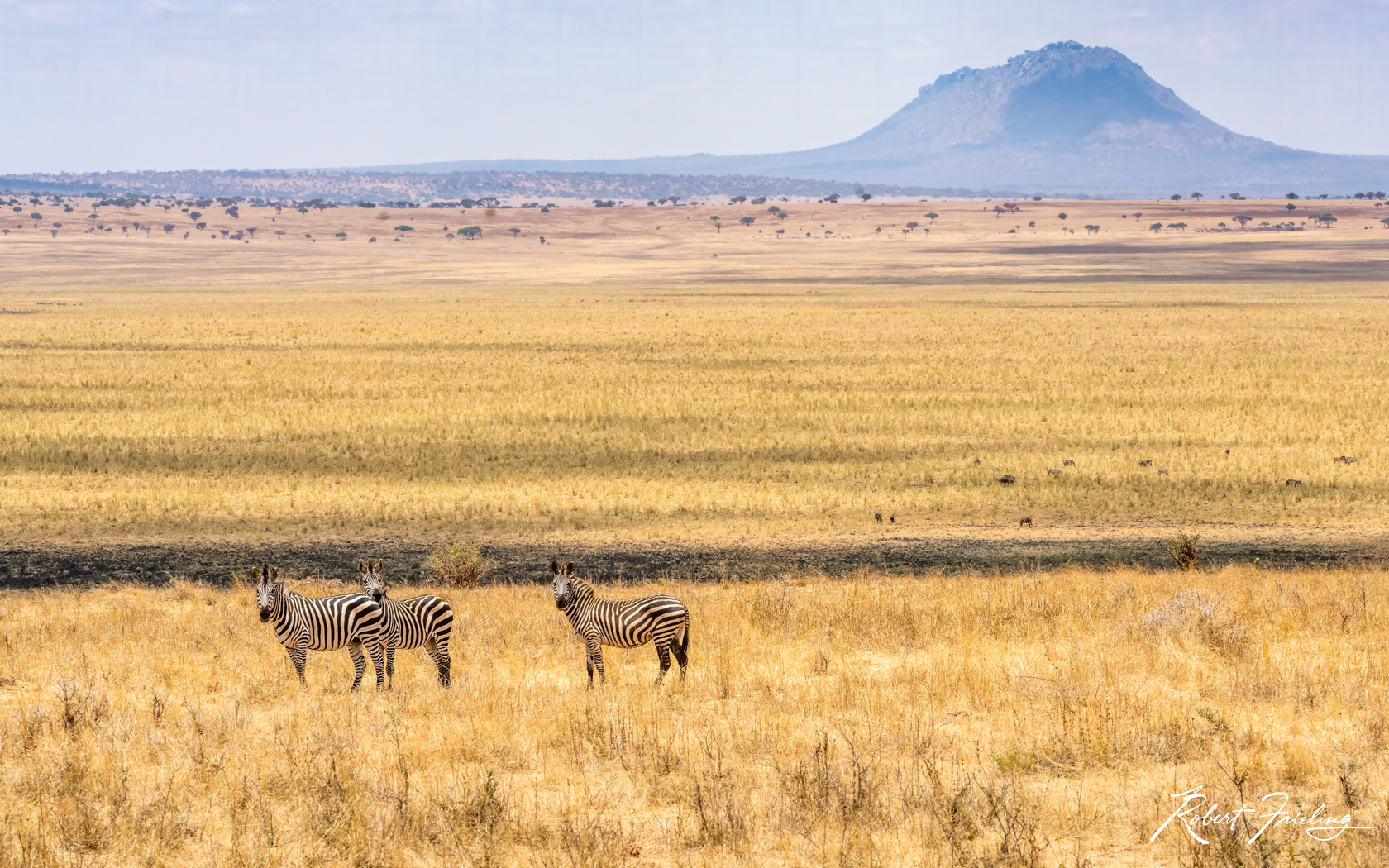 The Three Zebras Africa, website