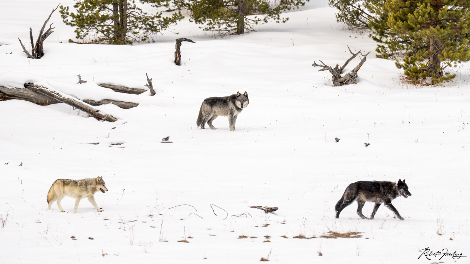 Alpha Watching 5 star red, website, yellowstone