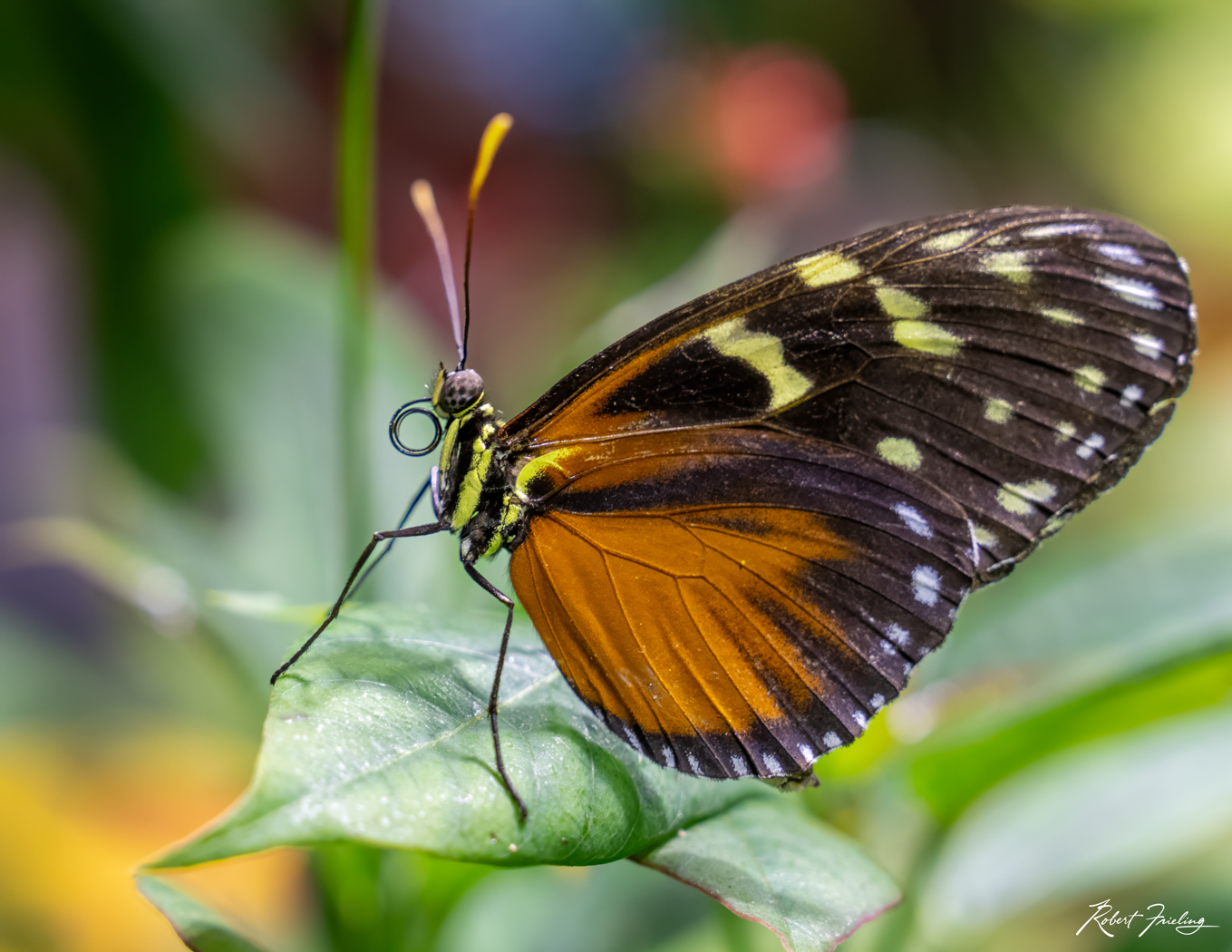 Beautiful Wings website