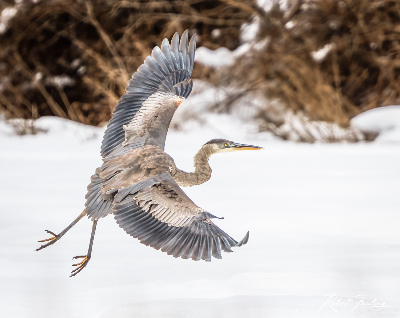 Coming In For A Landing Waquoit, bird, blue heron, cape, competition, gbh, website, winter