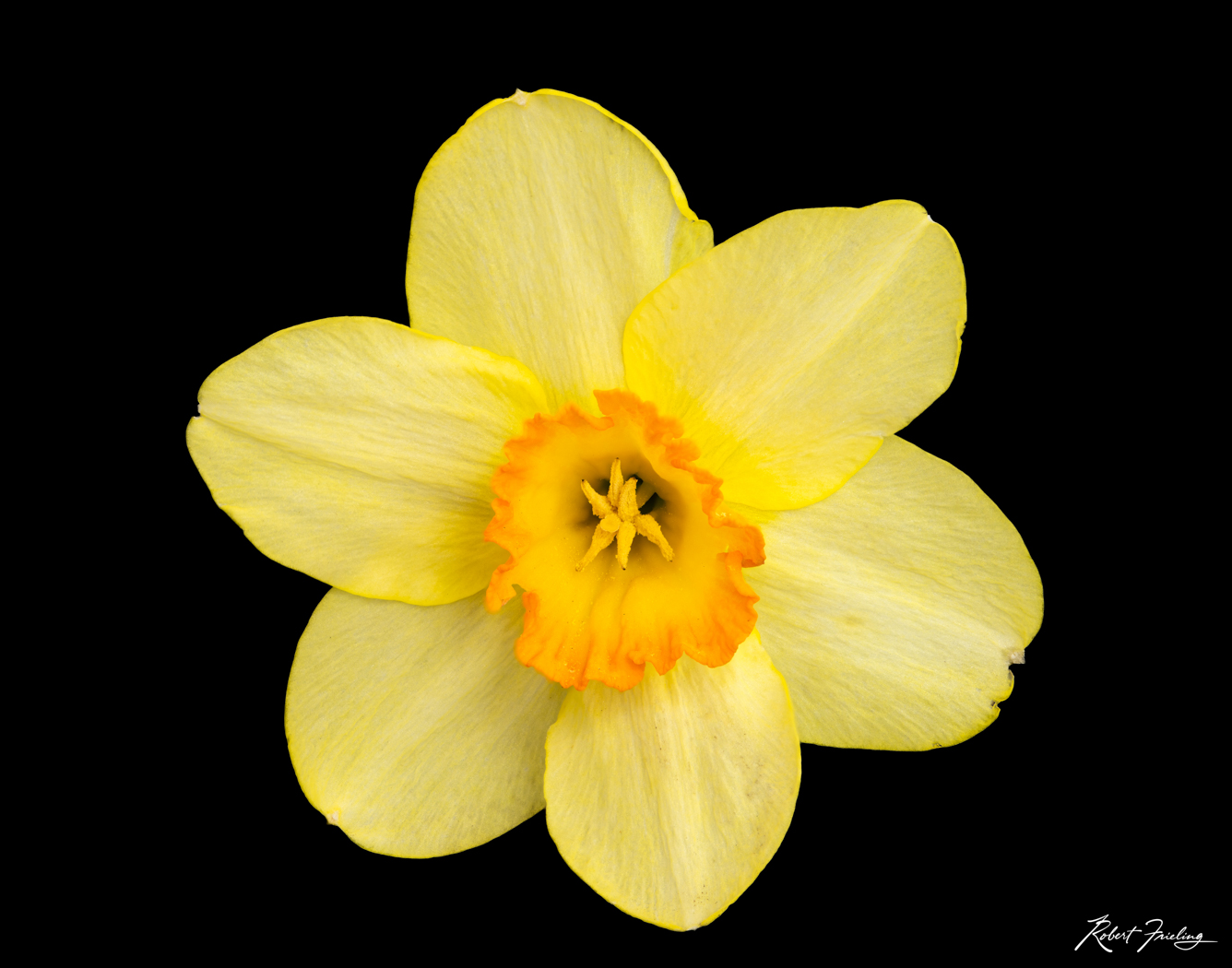 The Daffodil daffodills, flower, flowers, focus stacking, studio, website