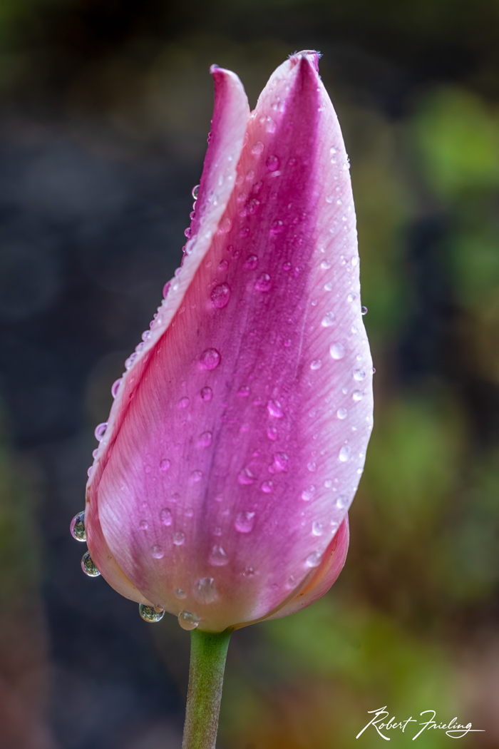 Morning Dew flowers, rain, website, wet flowers