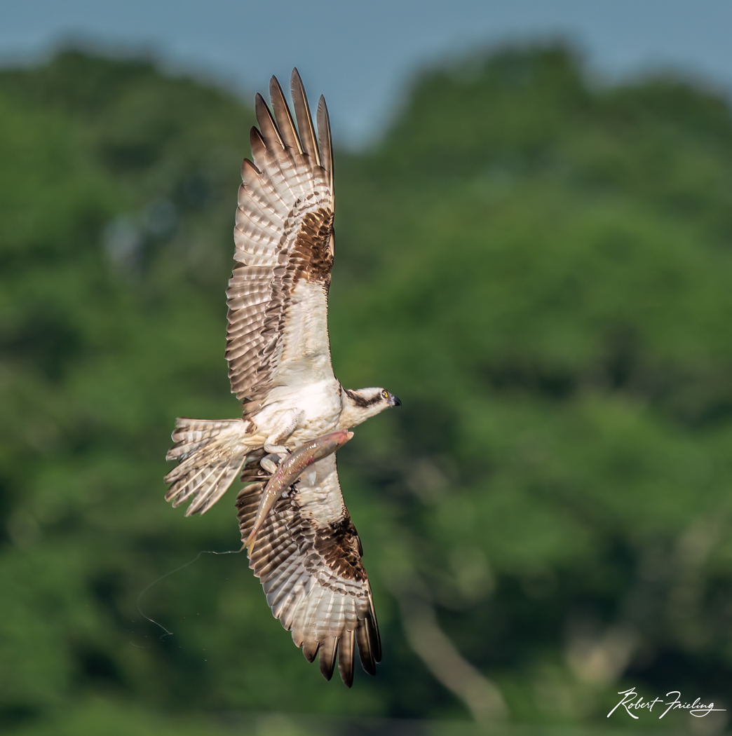 Cape Cod bird, birds, cape, new england, osprey, website