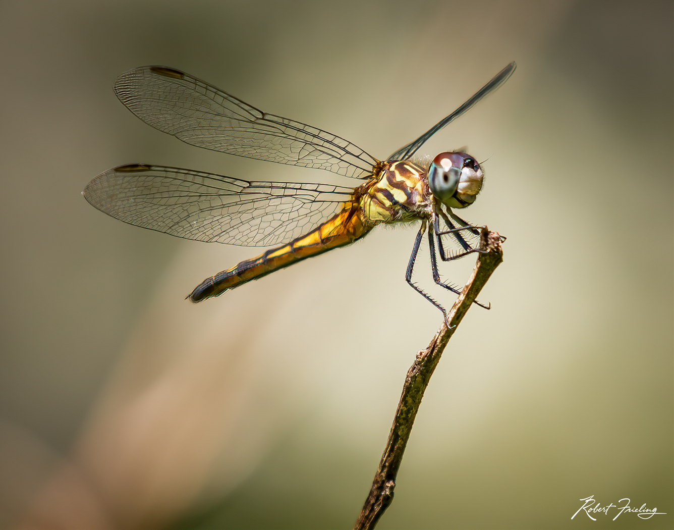 On The Perch contest, dragon fly, flowers, nature, website