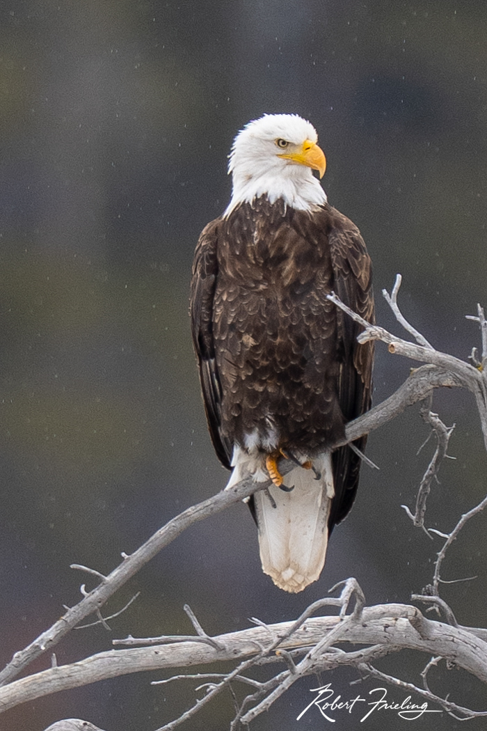 Eagle Eye 5 star red, website, yellowstone