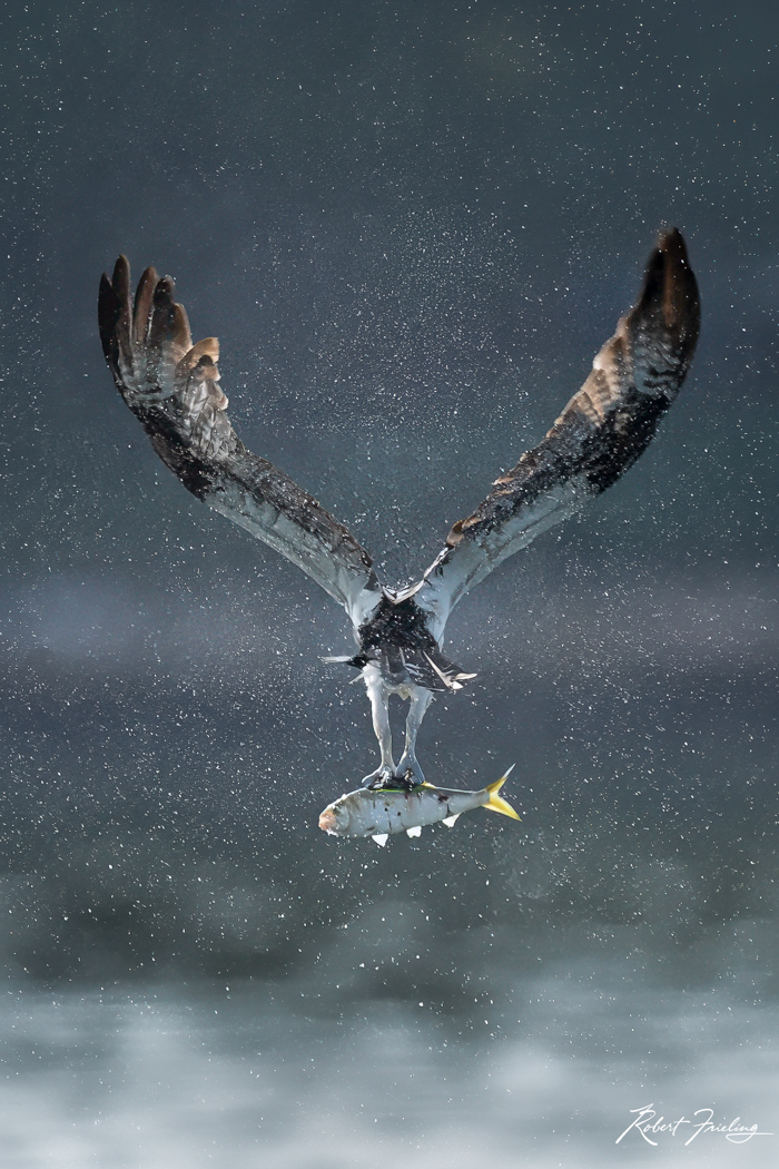 Ill Take That Waquiot bay, crabs, osprey, website