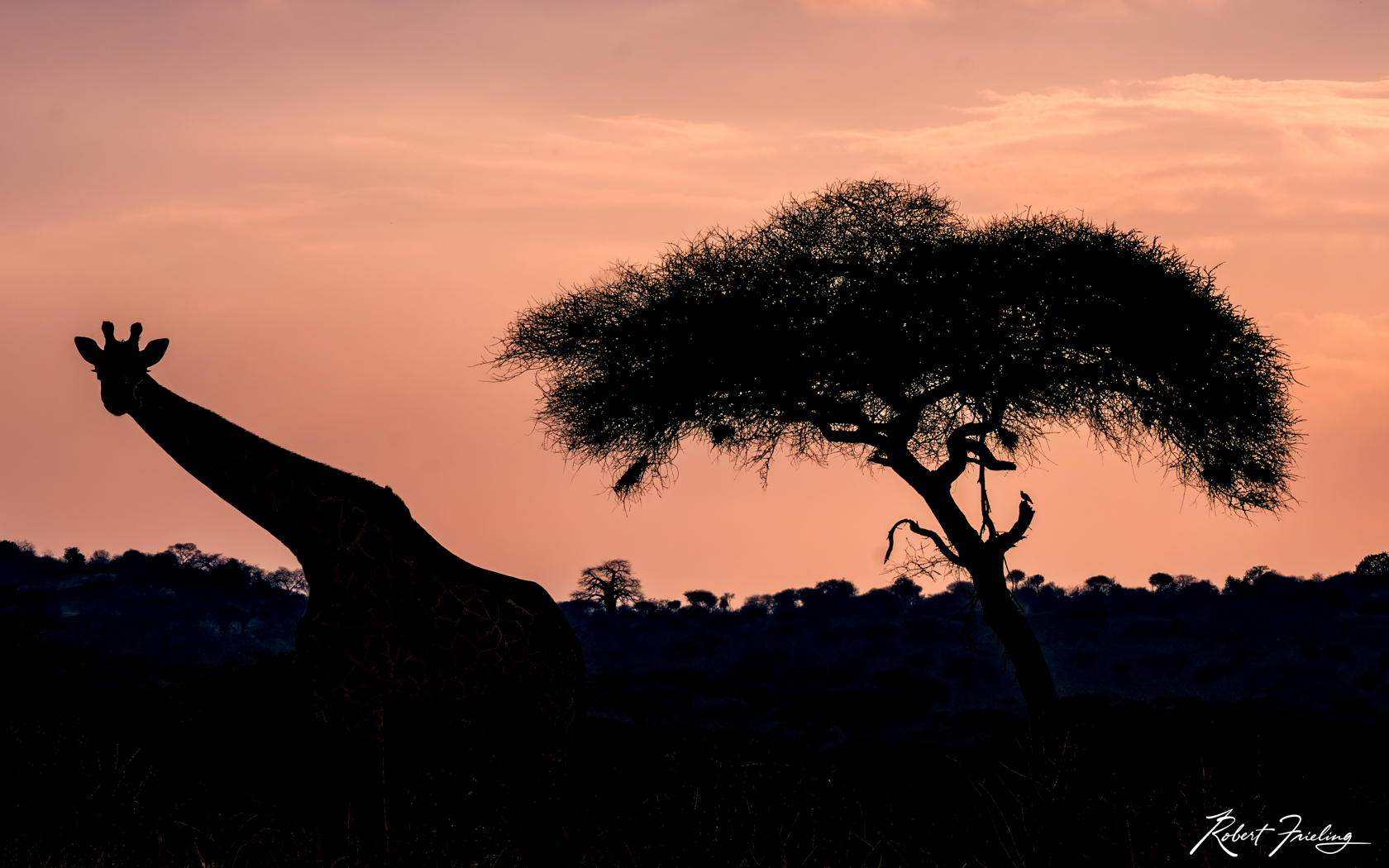 A Walk At Dusk Africa, website
