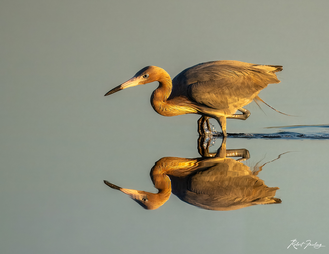 Golden Hour birds, hunts photography, hunts workshop, launch, nasa, orlando, shore bird, skimmer, website