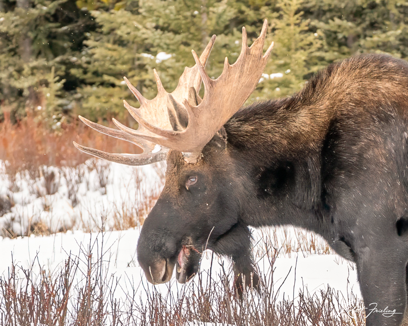 Afternoon Snack 5 star red, website, yellowstone