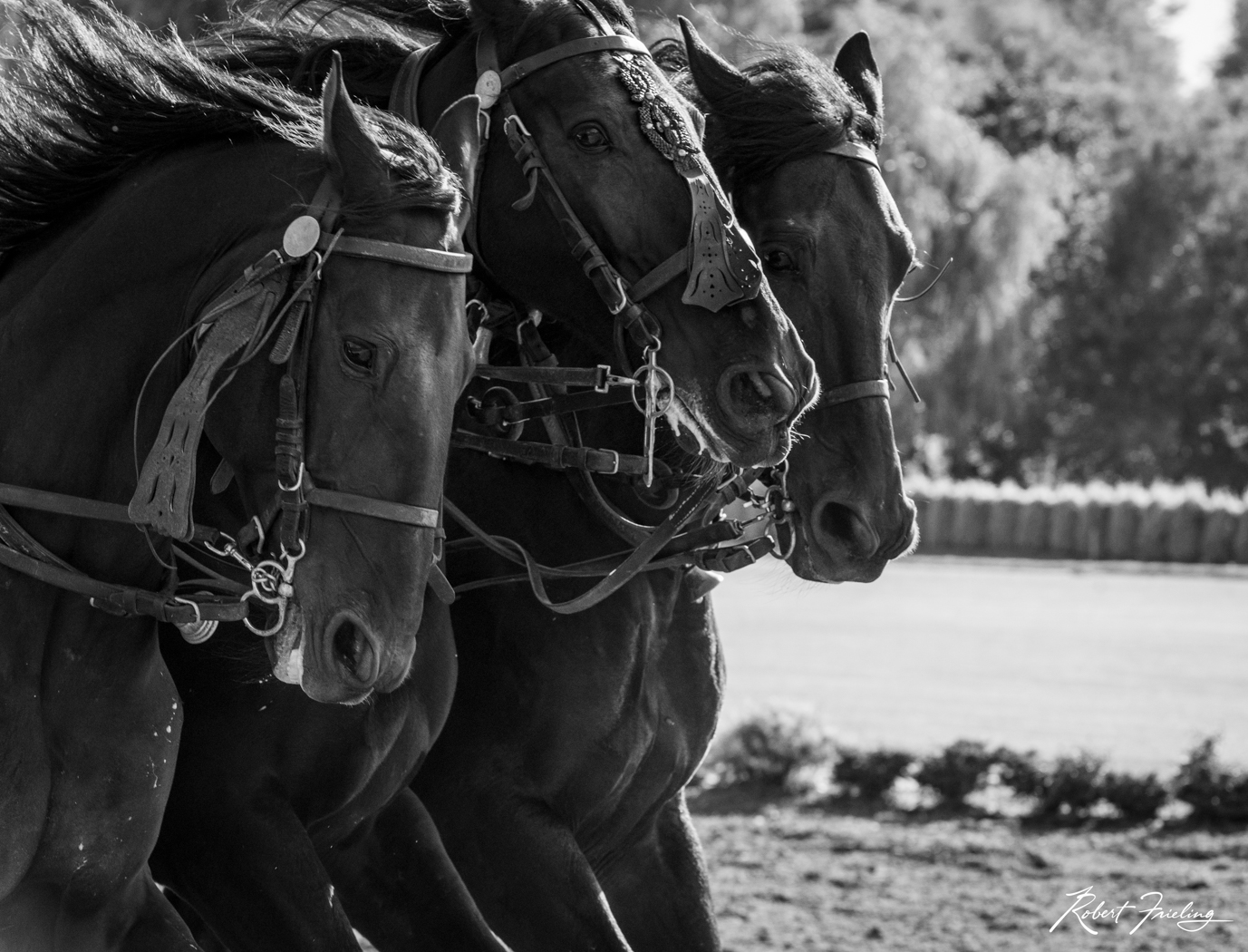 The Horses NML, black and white, budapest, erhard, koch, meeks, miller, river cuise, study group, viking, viking cruise, website