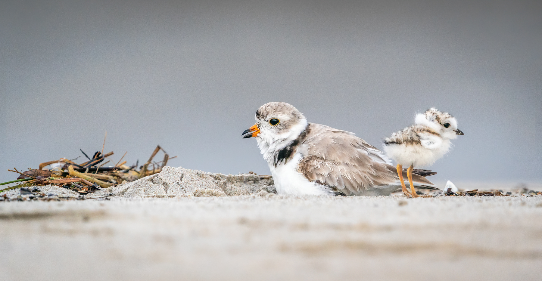 Listen to Your Mother bird, birds, contest, new england, piping plovers, plum island, website