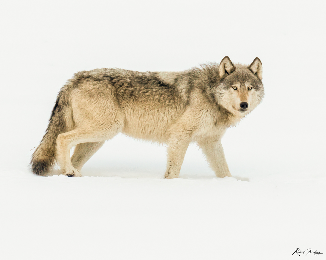 The Lone Wolf 5 star red, website, yellowstone
