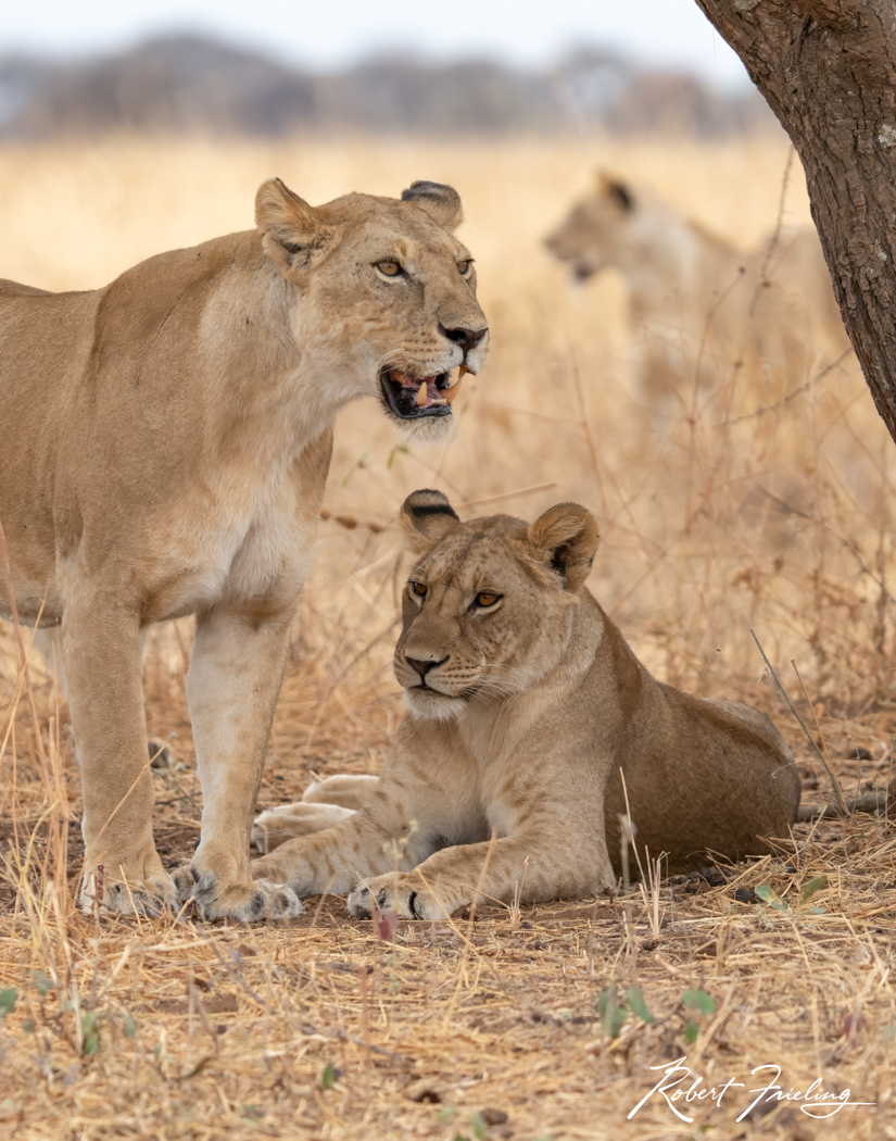 Looking In All Directions Africa, website