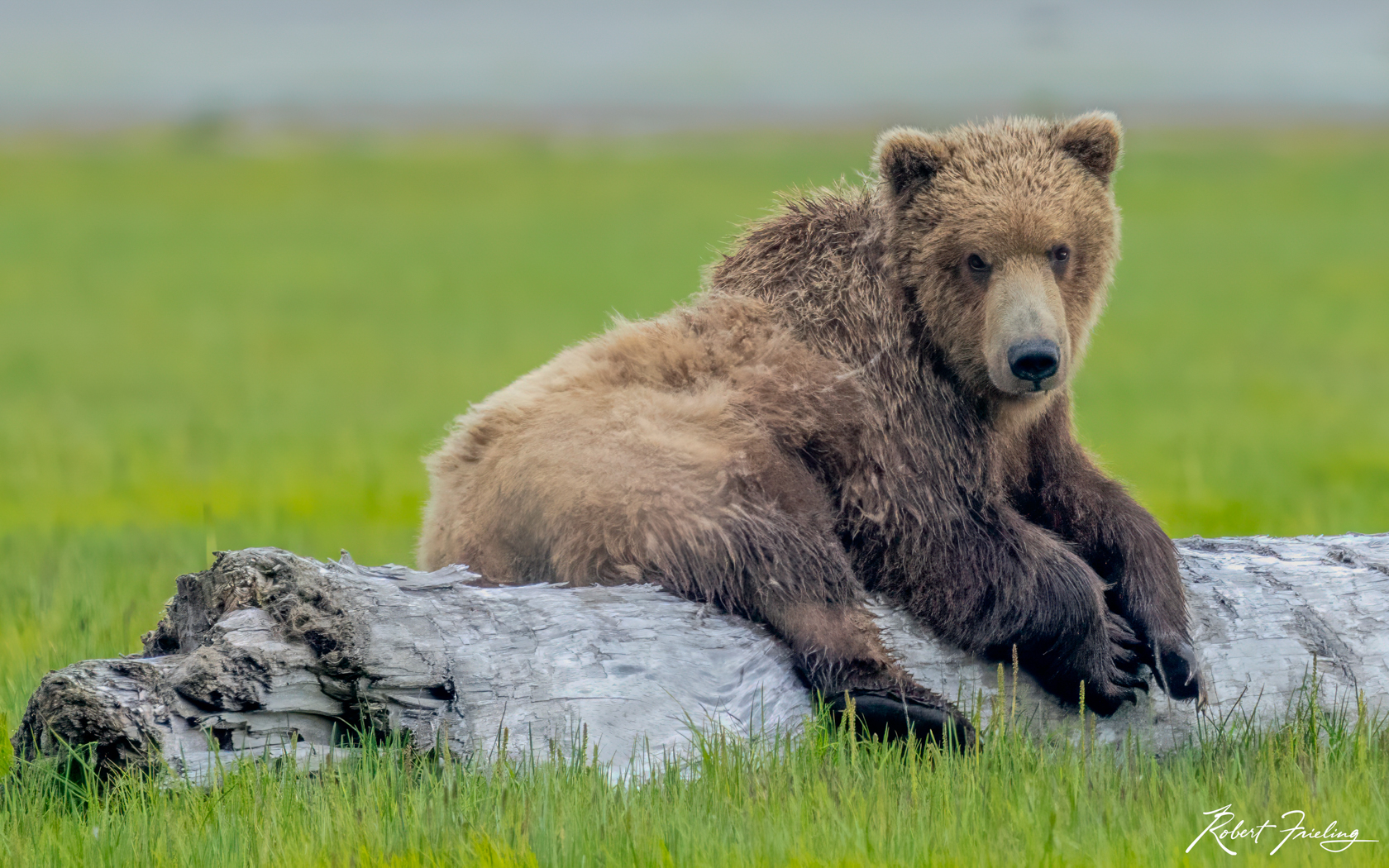 This Seat Is Mine Alaska, Whittier, anchorage, bears, brookfalls, brooks fall, cruise, denali, website, window