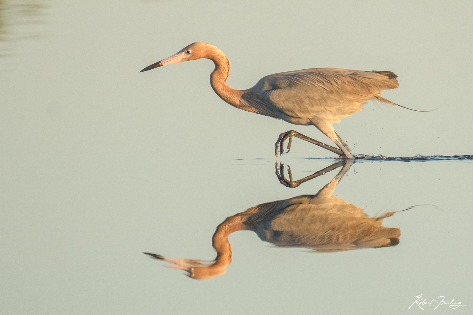 On The Hunt birds, hunts photography, hunts workshop, launch, nasa, orlando, shore bird, skimmer, website