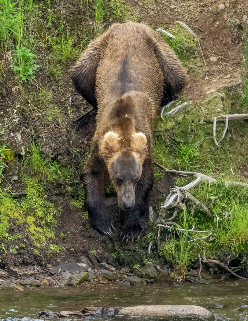 The Fisherman Alaska, Whittier, anchorage, bears, brookfalls, brooks fall, cruise, denali, website, window