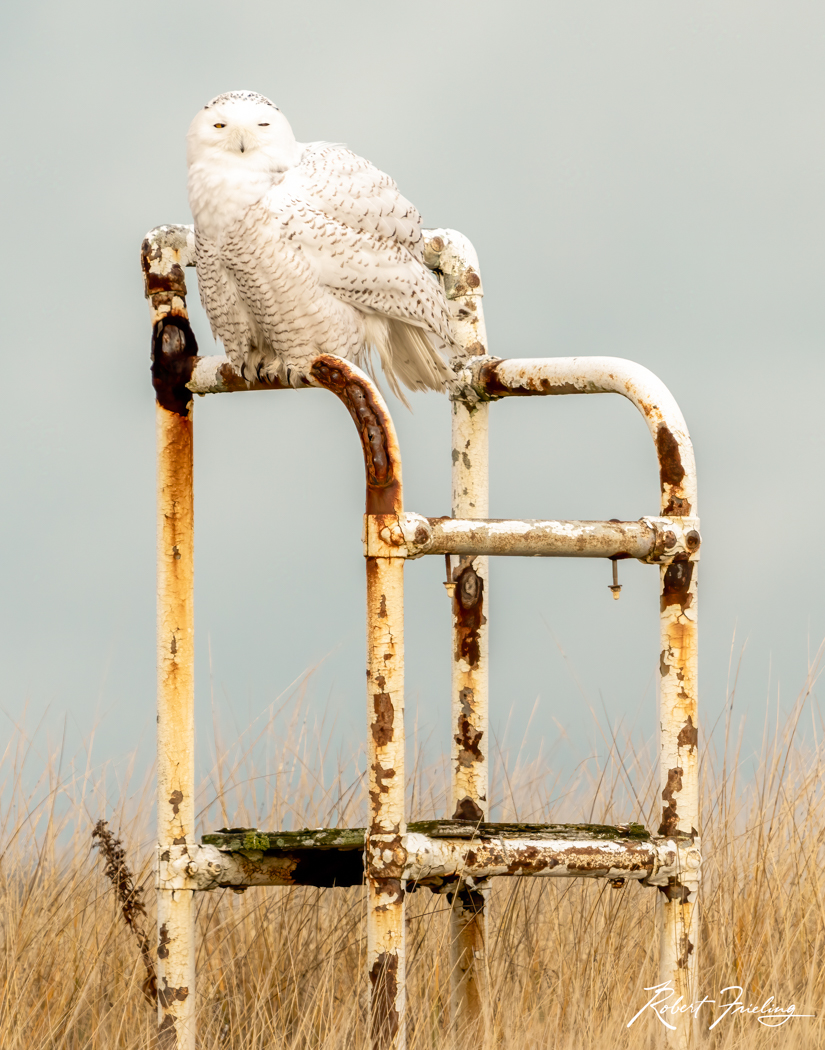 Life Guard birds, cape, snowy owl, website, west dennis
