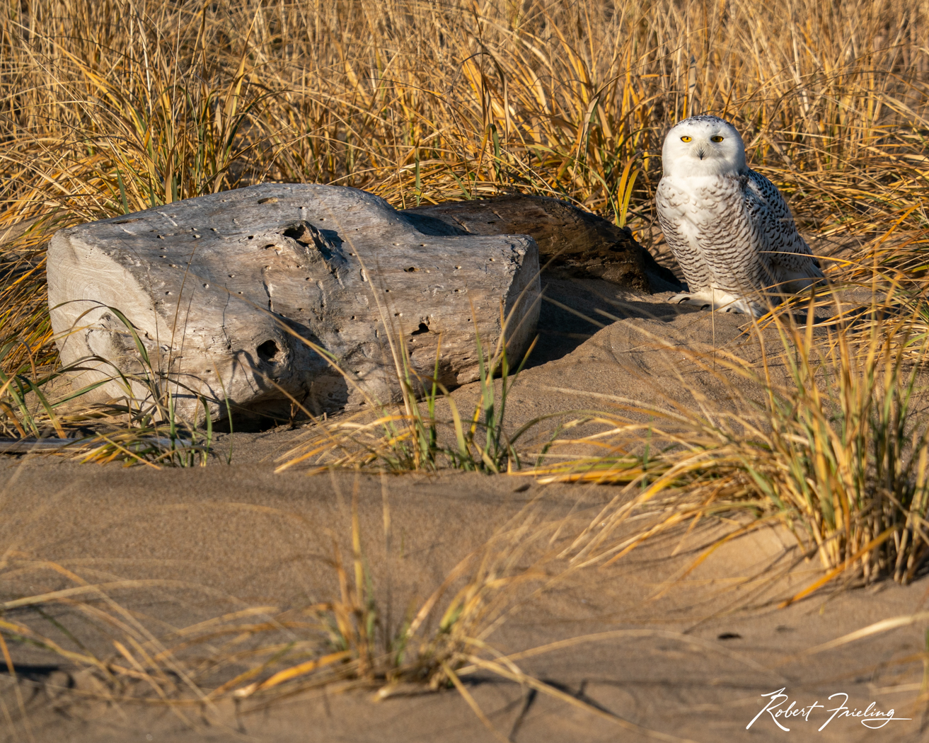 Snowy on Plum Island beach, dunes, plum island, snowy owl, website