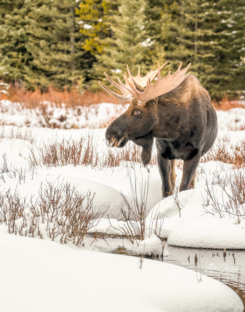 That's My Good Side 5 star red, website, yellowstone