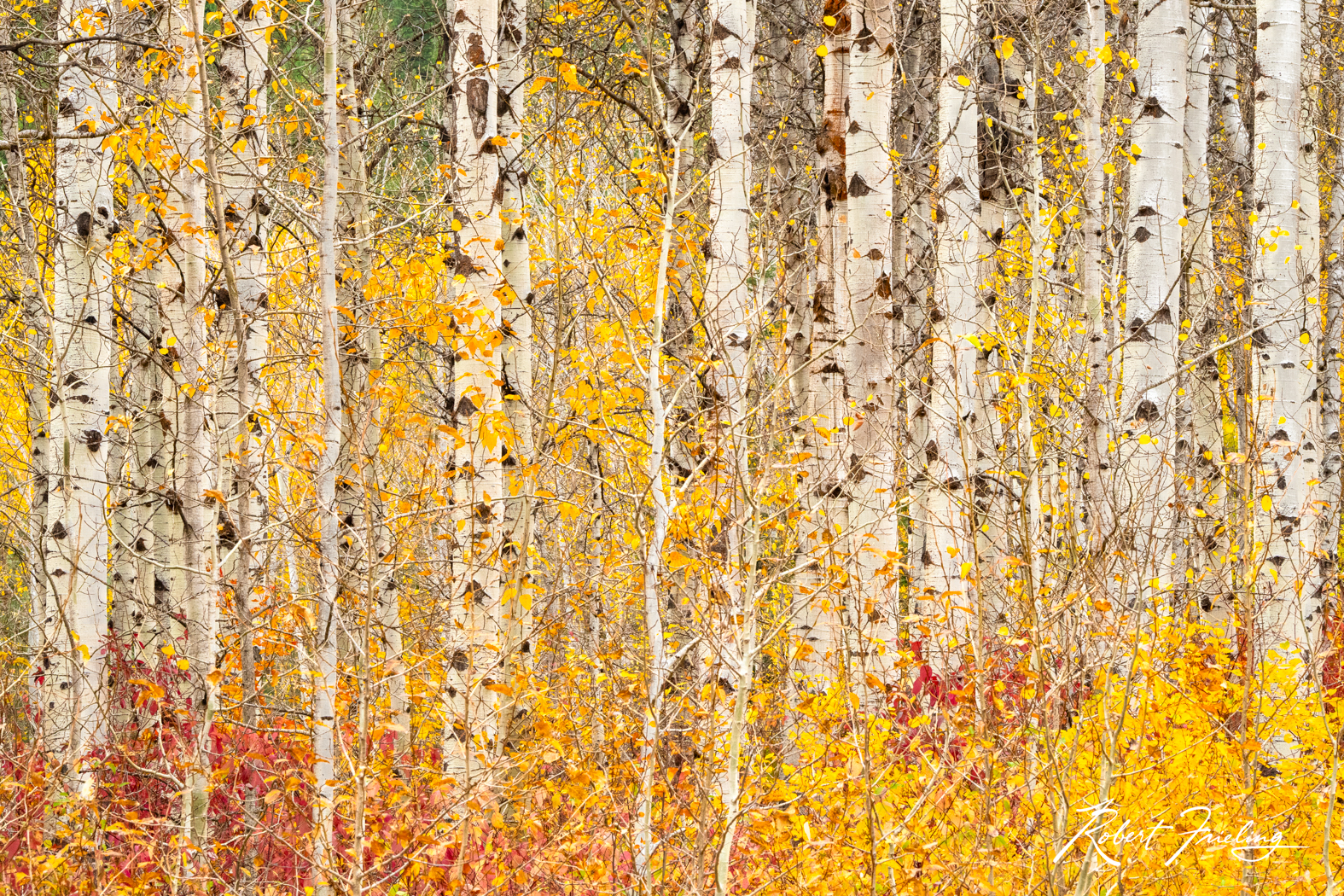 Tangle Leavenworth, Seattle, aaron reed, fall colors, website