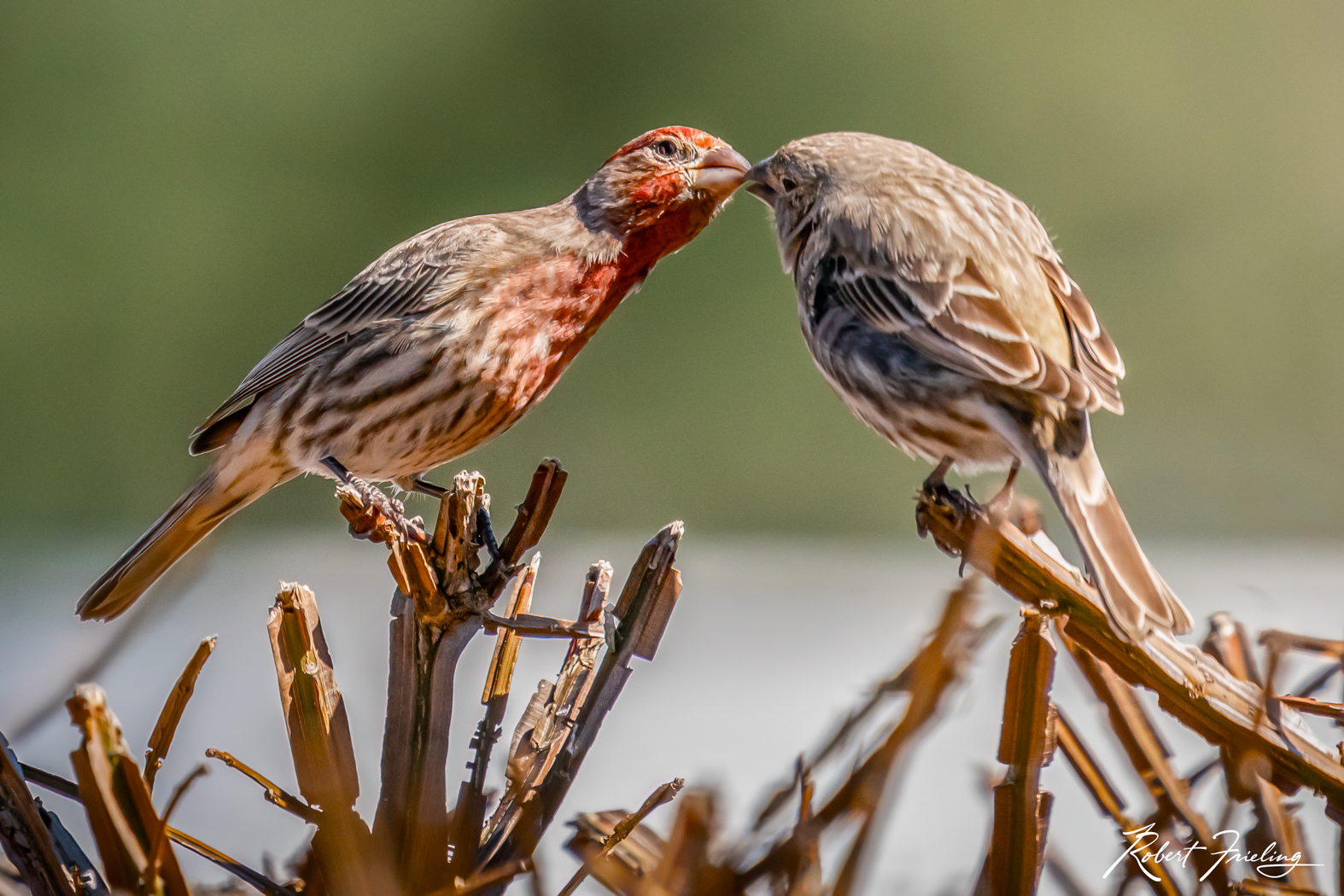 The Kiss birds, contest, finch, kissing birds, website