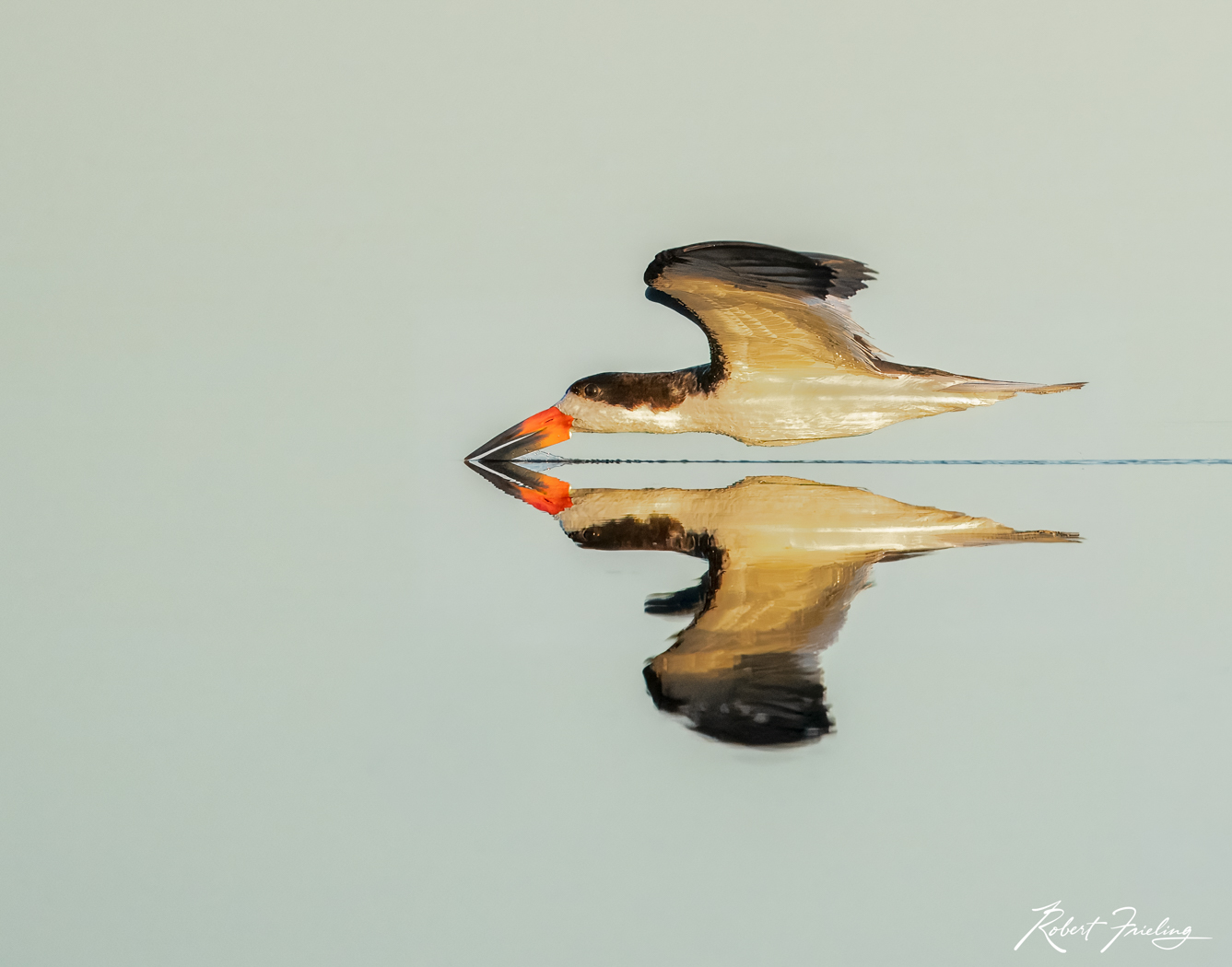 The Skimmer birds, hunts photography, hunts workshop, launch, nasa, orlando, shore bird, skimmer, website