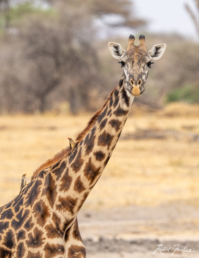 Welcome To The Serengeti Africa, website