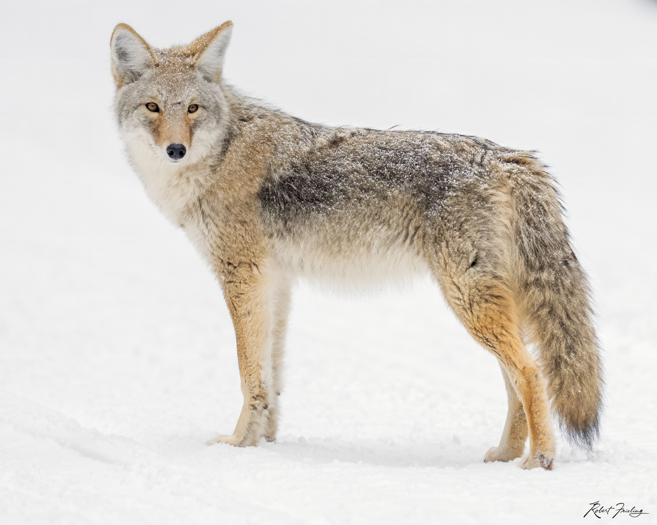 What Moved 5 star red, website, yellowstone
