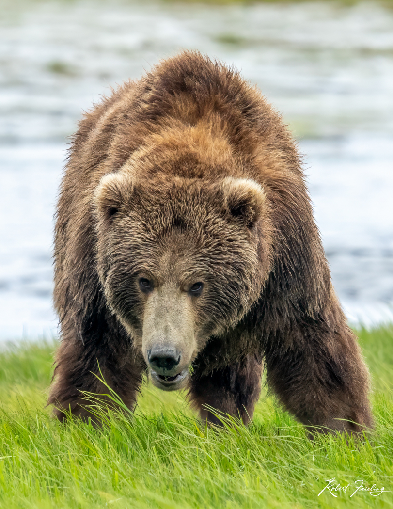 Where's Lunch Alaska, Whittier, anchorage, bears, brookfalls, brooks fall, cruise, denali, website, window