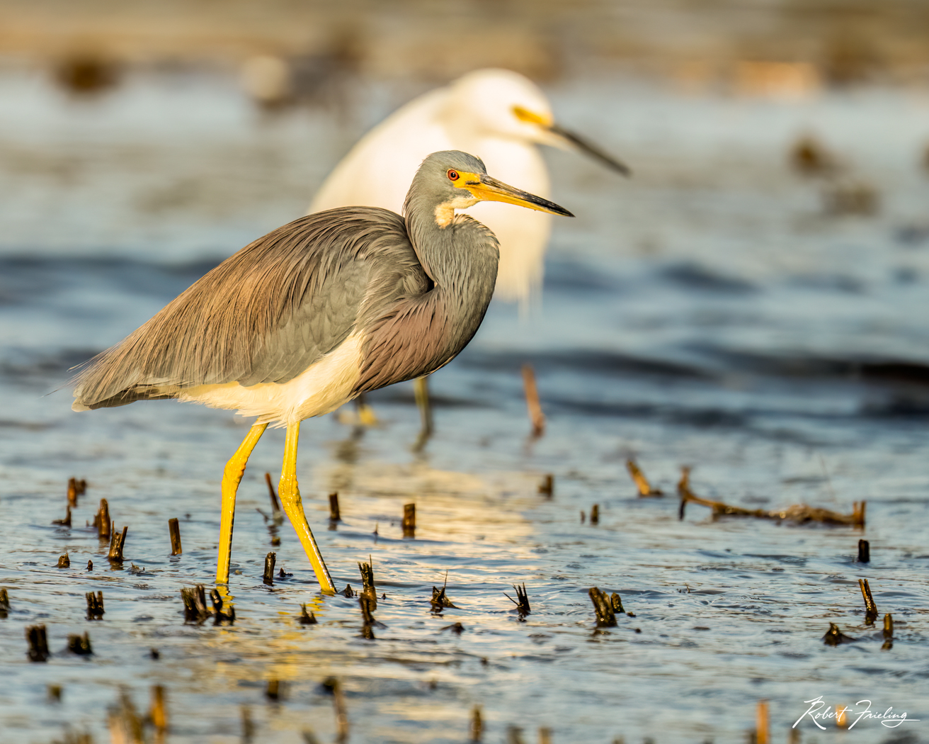 Who Can Catch More birds, egert, heron, hilton head, website