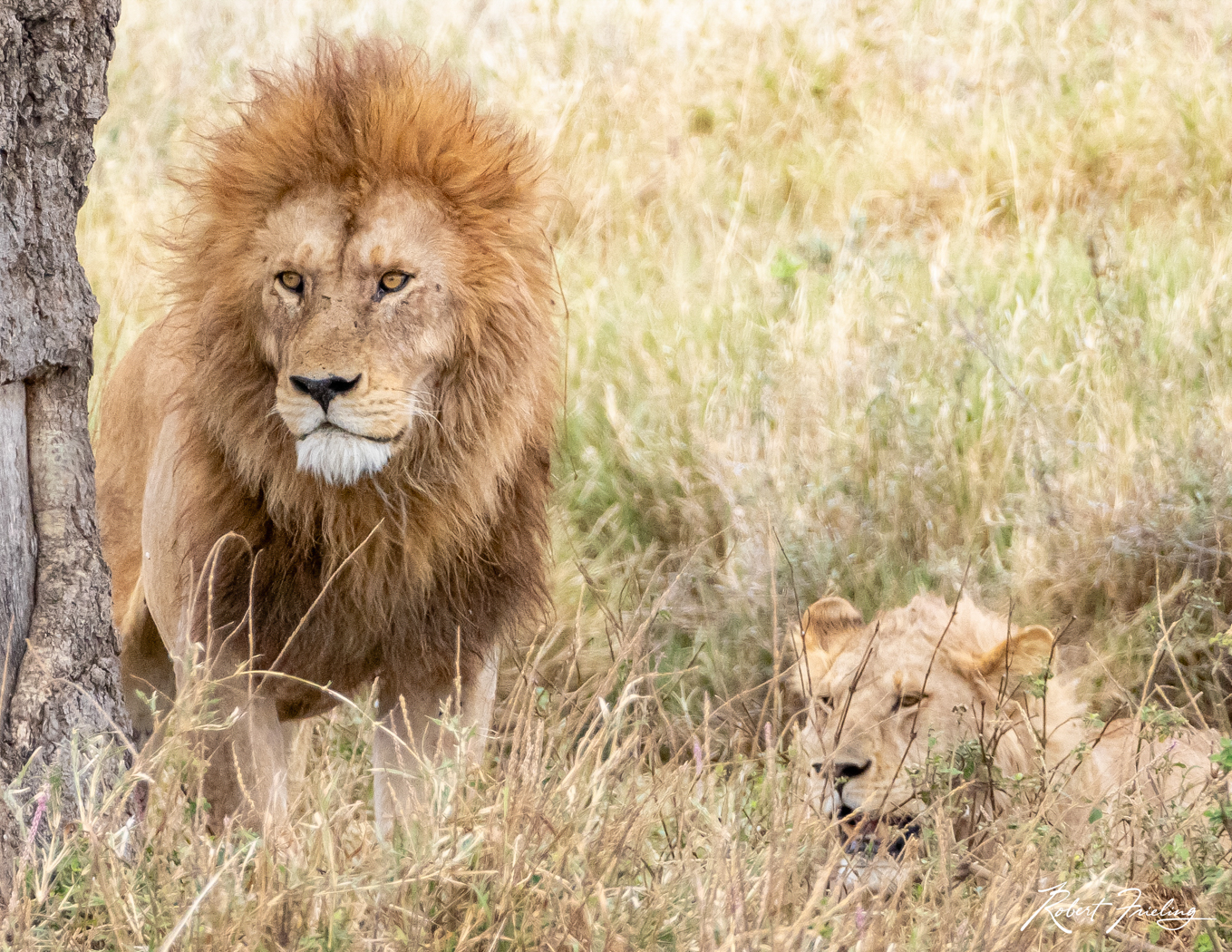 Who's There? Africa, website