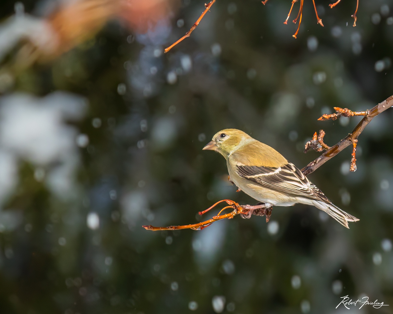 Winter Visitor birds, snow, wayland, website, winter