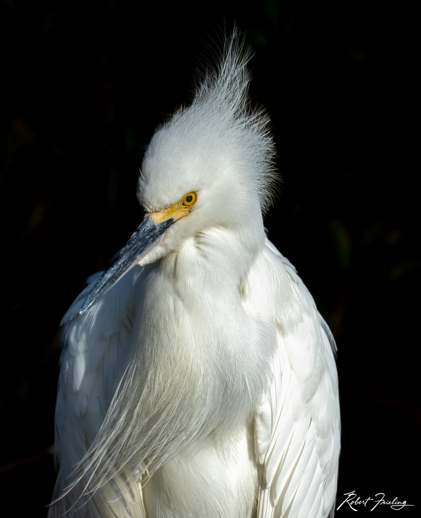 You Found Me allegator, heron, hilton head, pelican, website