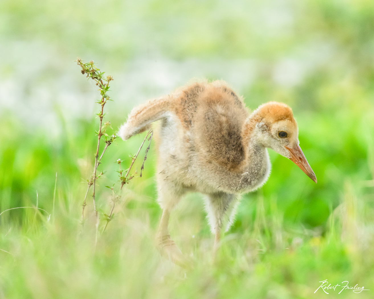 The Youngster birds, hunts photography, hunts workshop, launch, nasa, orlando, shore bird, skimmer, website